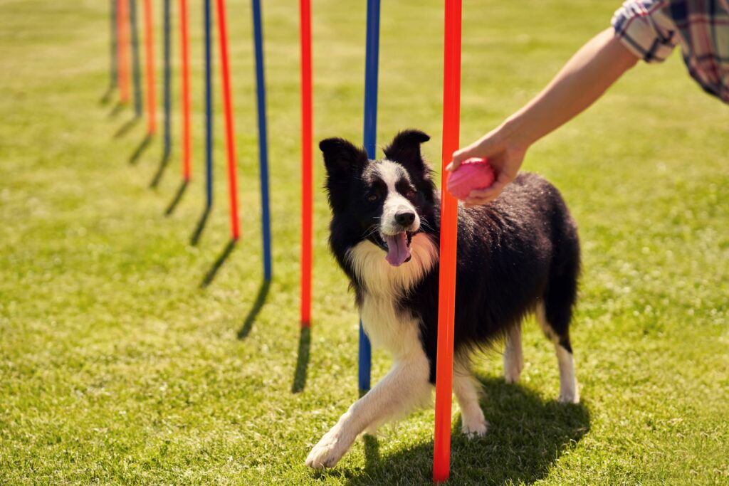Easy to Train Dog Breeds