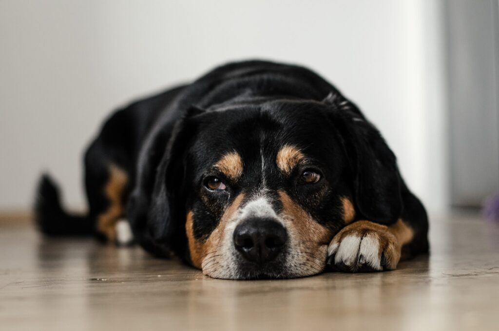 Cancer in Dog